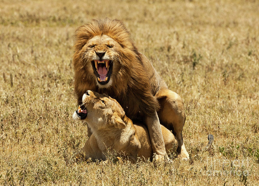 Ultimate 6-Day Tanzania Wildlife Tour